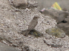 Muscicapa striata