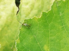 Diabrotica porracea