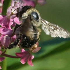 Bombus griseocollis