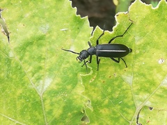 Epicauta cinctipennis