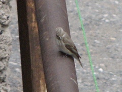 Muscicapa striata