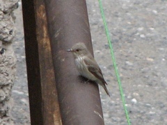 Muscicapa striata