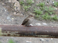 Muscicapa striata