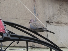 Streptopelia senegalensis