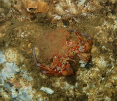 Pagurus armatus