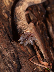 Mokopirirakau granulatus