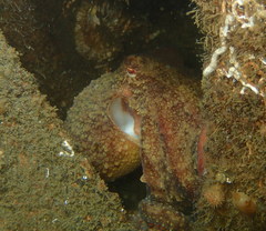 Octopus rubescens