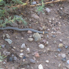 Diadophis punctatus regalis