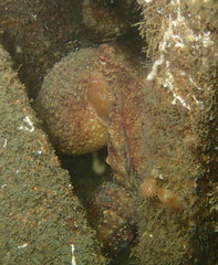 Octopus rubescens