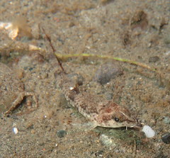 Odontopyxis trispinosa