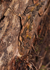 Mokopirirakau granulatus