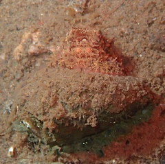Octopus rubescens