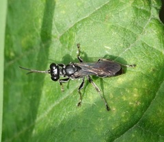 Lyroda