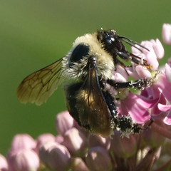 Bombus griseocollis