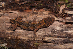Mokopirirakau granulatus