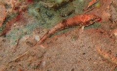 Odontopyxis trispinosa