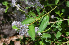 Ceanothus integerrimus