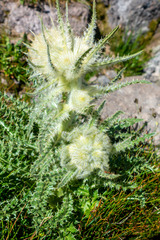 Cirsium funkiae