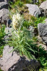 Cirsium funkiae