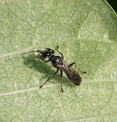 Lyroda