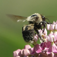 Bombus griseocollis