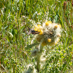 Cirsium funkiae