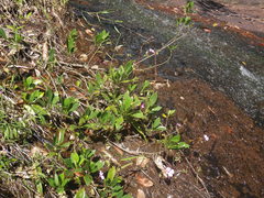 Impatiens semounensis