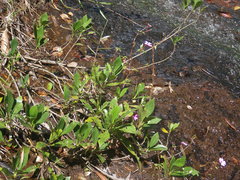 Impatiens semounensis