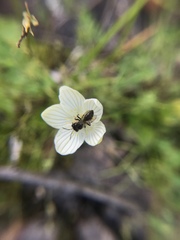 Andrena parnassiae