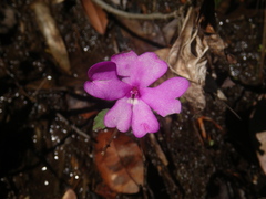 Impatiens semounensis