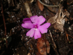 Impatiens semounensis