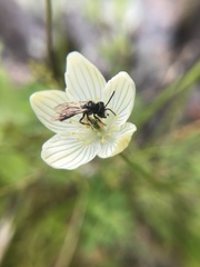 Andrena parnassiae