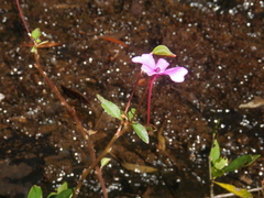 Impatiens semounensis
