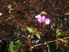 Impatiens semounensis