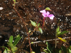 Impatiens semounensis