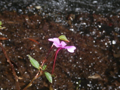Impatiens semounensis