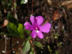 Impatiens semounensis