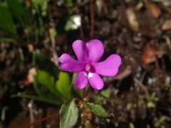 Impatiens semounensis