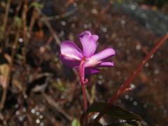 Impatiens semounensis