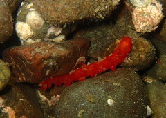 Apostichopus californicus