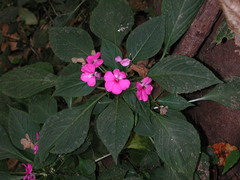 Impatiens violiflora