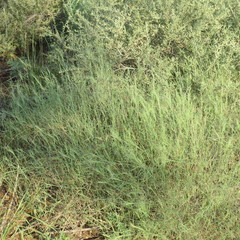 Muhlenbergia porteri