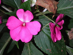 Impatiens violiflora