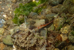 Chitonotus pugetensis