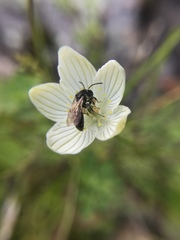 Andrena parnassiae