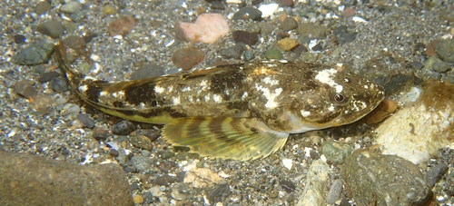 Pacific Staghorn Sculpin