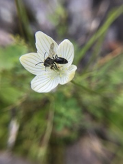 Andrena parnassiae