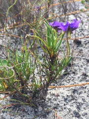 Viola decumbens decumbens