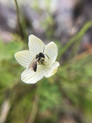 Andrena parnassiae