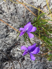 Viola decumbens decumbens